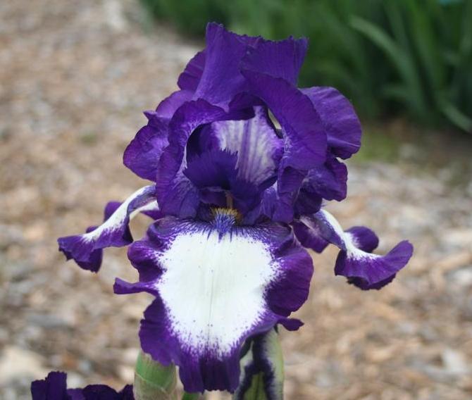 Photo of Tall Bearded Iris (Iris 'Stepping Out') uploaded by KentPfeiffer