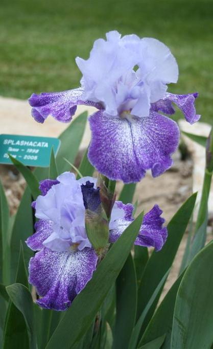 Photo of Tall Bearded Iris (Iris 'Splashacata') uploaded by KentPfeiffer