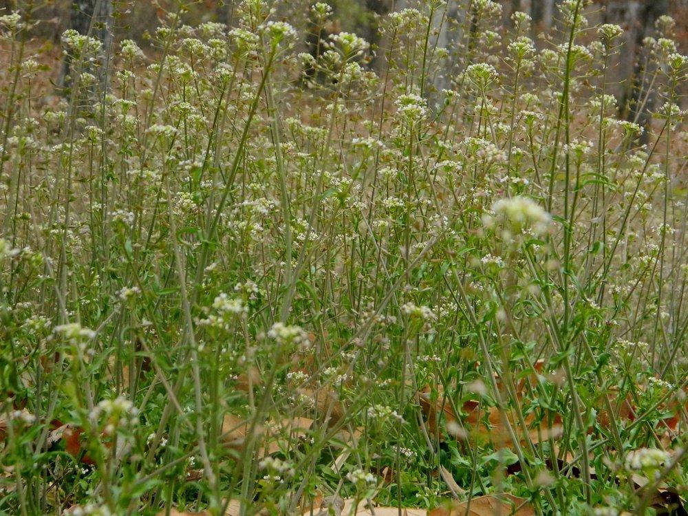 Photo of Shepherd's Purse (Capsella bursa-pastoris) uploaded by wildflowers