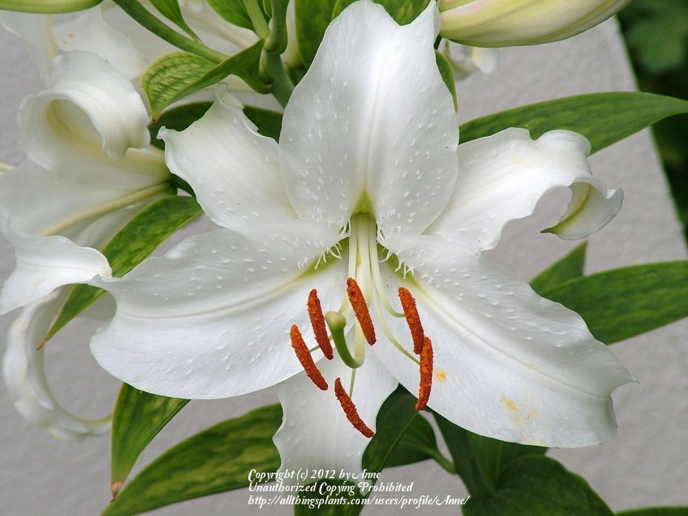 Photo of Oriental Lily (Lilium 'Casa Blanca') uploaded by Anne