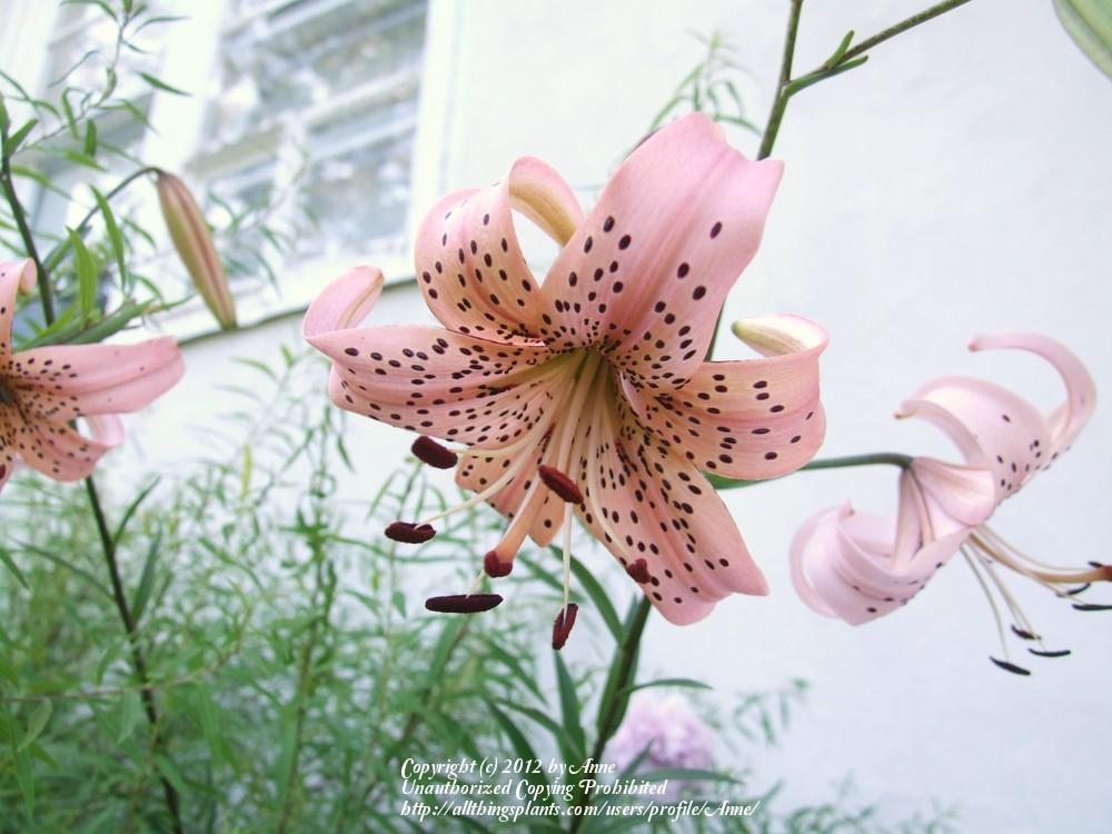 Photo of Lily (Lilium 'Tiger Rose') uploaded by Anne
