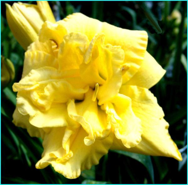 Photo of Daylily (Hemerocallis 'Heavenly Mellow Yellow') uploaded by Calif_Sue