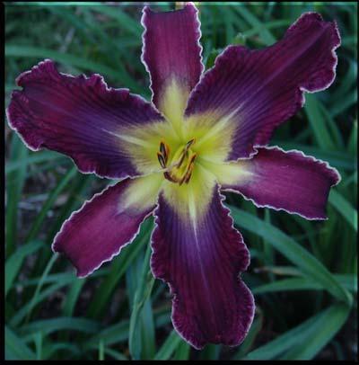 Photo of Daylily (Hemerocallis 'Increased Complexity') uploaded by Calif_Sue