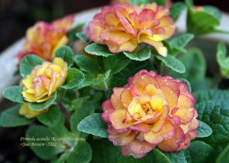 Photo of English Primrose (Primula vulgaris Belarina® Rosette Nectarine) uploaded by Calif_Sue