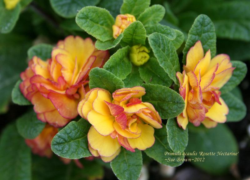 Photo of English Primrose (Primula vulgaris Belarina® Rosette Nectarine) uploaded by Calif_Sue