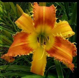 Photo of Daylily (Hemerocallis 'Saber Tooth Tiger') uploaded by Calif_Sue