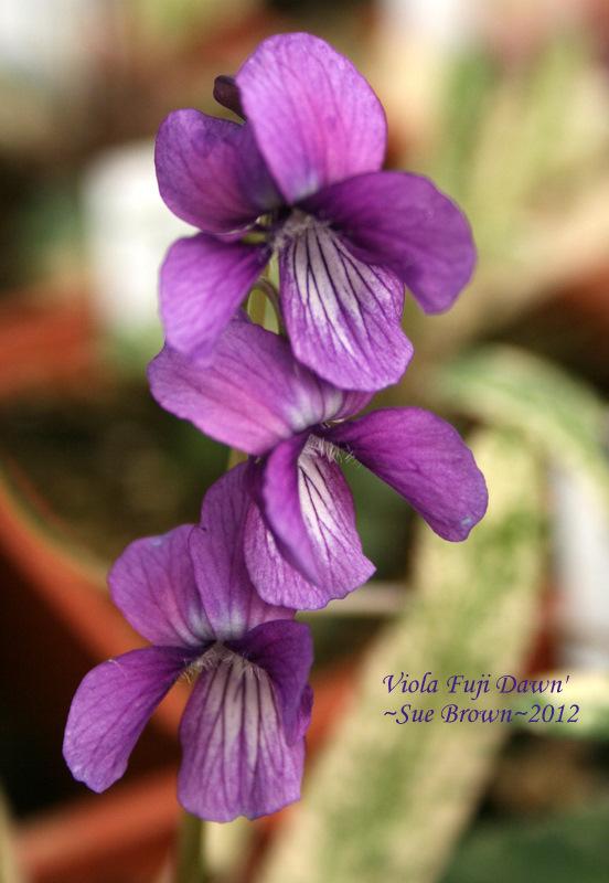 Photo of Manchurian Violet (Viola mandshurica 'Fuji Dawn') uploaded by Calif_Sue