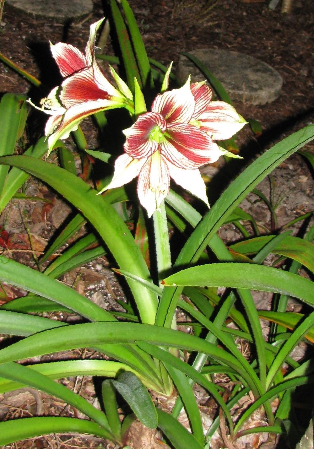 Photo of Butterfly Amaryllis (Hippeastrum papilio) uploaded by Dutchlady1