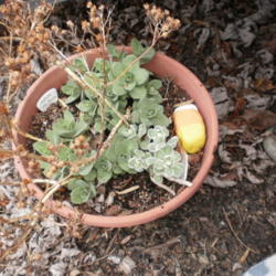 Location: Middle Tennessee
Date: 2012-02-28
New late winter growth of S. 'Matrona' (lower R is Sedum 'Frosty 