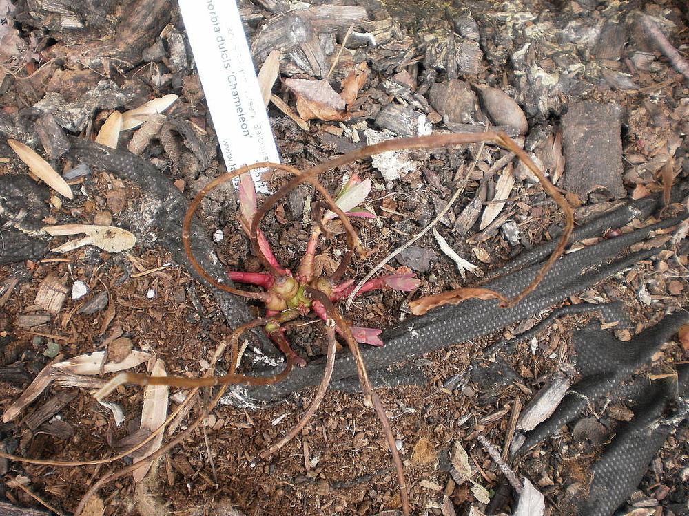 Photo of Purple Spurge (Euphorbia dulcis 'Chameleon') uploaded by SongofJoy