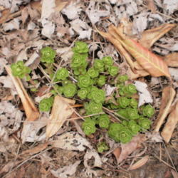 Location: Middle Tennessee
Date: 2012-02-28
New growth emerging in winter
