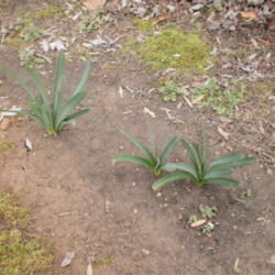 Location: Tennessee
Date: 2012-02-28
\"Surprise\" Lily leaves emerging during a warm winter