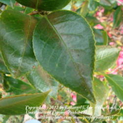 Location: zone 8/9 Lake City, Fl.
Date: 2012-02-28
camellia leaves