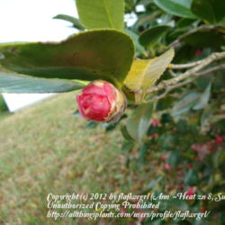 Location: zone 8/9 Lake City, Fl.
Date: 2012-02-28
camellia bud