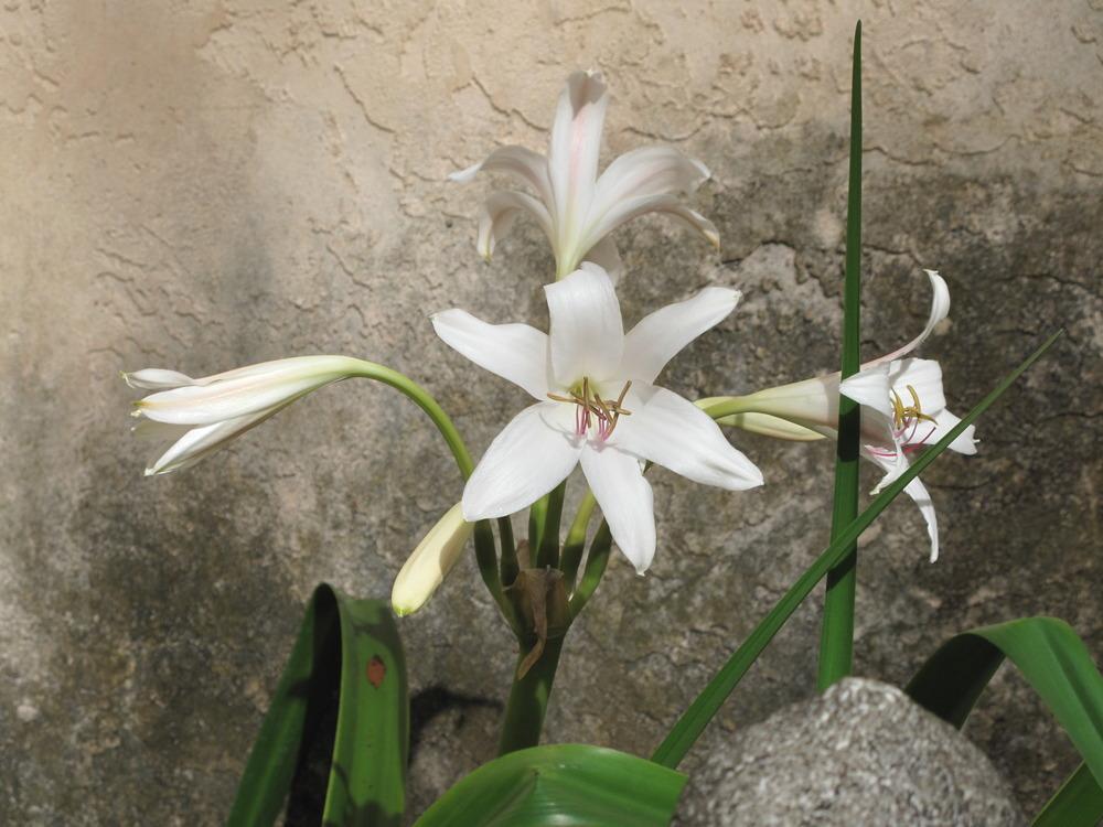 Photo of Crinums (Crinum) uploaded by rocklady