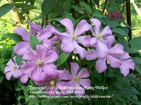 Photo of Clematis 'Comtesse de Bouchaud' uploaded by shihtzumom