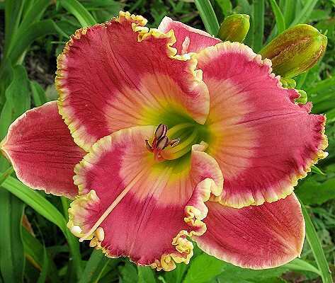 Photo of Daylily (Hemerocallis 'Picture in Picture') uploaded by vic
