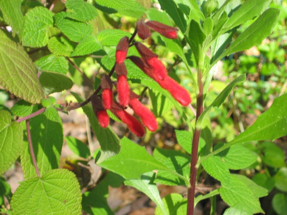 Photo of Salvias (Salvia) uploaded by wcgypsy