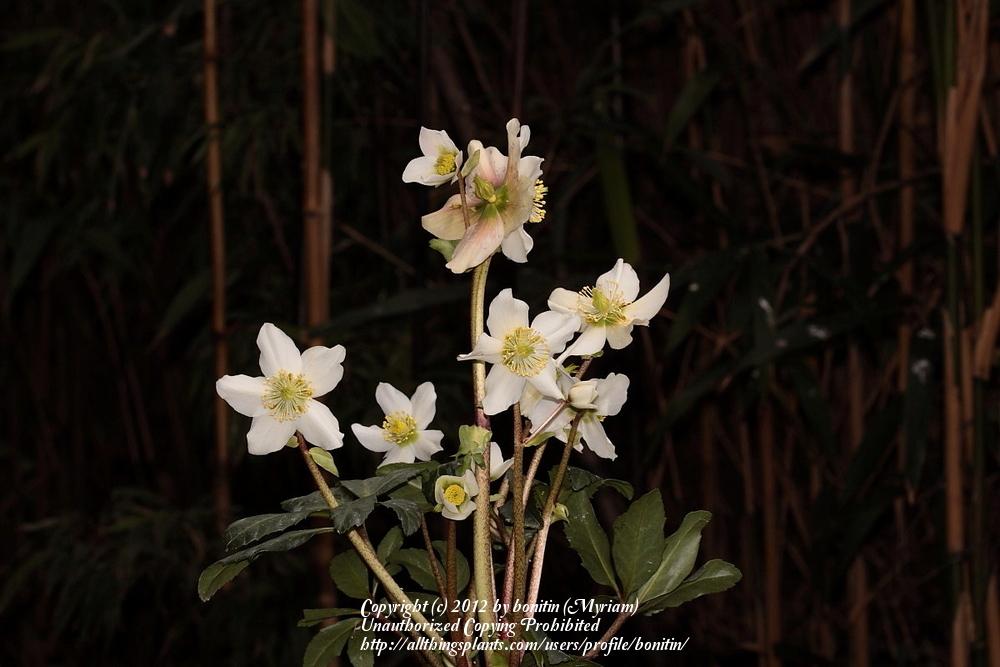 Photo of Christmas Rose (Helleborus niger) uploaded by bonitin