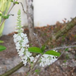 Location: Southwest Florida
Date: March 2012
This is early to bloom his year.