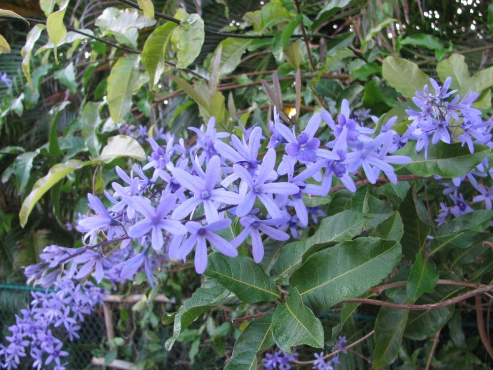 Photo of Queen's Wreath (Petrea volubilis) uploaded by Dutchlady1