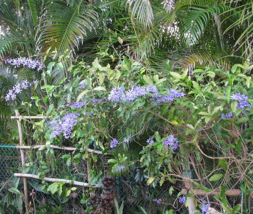 Photo of Queen's Wreath (Petrea volubilis) uploaded by Dutchlady1