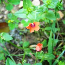 Location: Bandera Co., Texas
Date: March 1, 2012
Scarlet Pimpernel