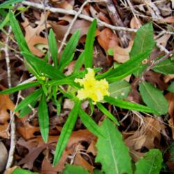Location: Medina Co., Texas
Date: March 1, 2012
Puccoon