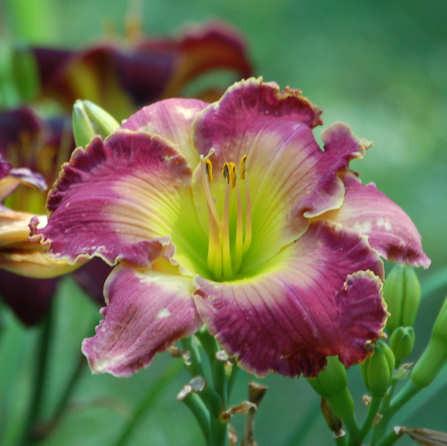 Photo of Daylily (Hemerocallis 'Filled to Overflowing') uploaded by mbouman