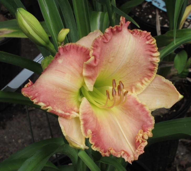 Photo of Daylily (Hemerocallis 'Bells and Whistles') uploaded by mbouman