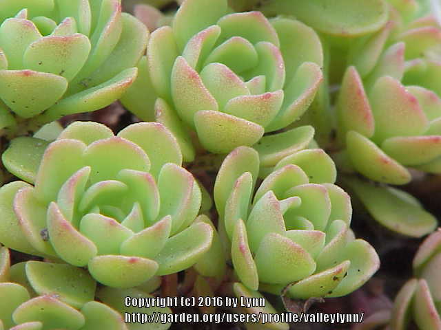 Photo of Cliff Stonecrop (Sedum glaucophyllum) uploaded by valleylynn