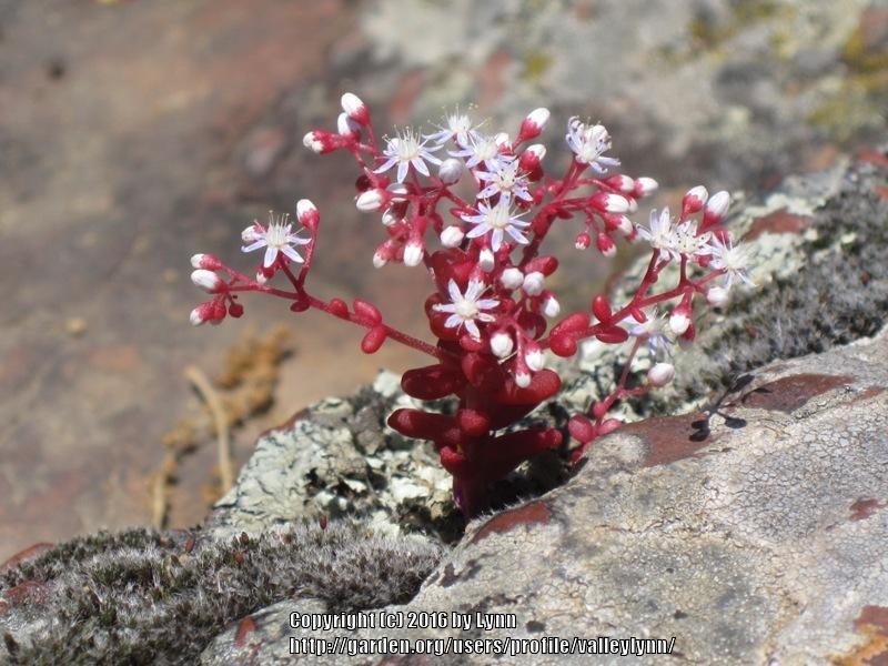 Photo of Azure Stonecrop (Sedum caeruleum) uploaded by valleylynn
