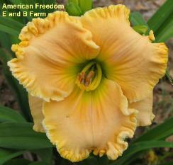 Photo of Daylily (Hemerocallis 'American Freedom') uploaded by vic