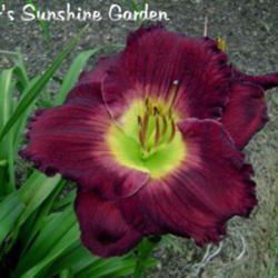 
Date: 2010-10-31
Photo courtesy of Don Eller Daylilies
