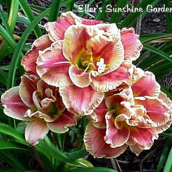 
Date: 2004-12-16
Photo courtesy of Don Eller Daylilies