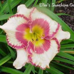 
Date: 2004-02-09
Photo courtesy of Don Eller Daylilies