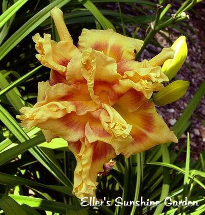 Photo of Daylily (Hemerocallis 'Arms Reaching Out') uploaded by Calif_Sue