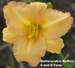 Photo of Daylily (Hemerocallis 'Butterscotch Ruffles') uploaded by vic