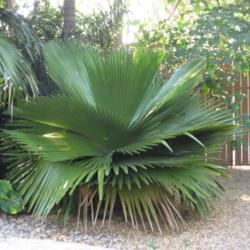 Location: Southeast Florida
Date: March 2012
A gorgeous example of this striking palm from Cuba