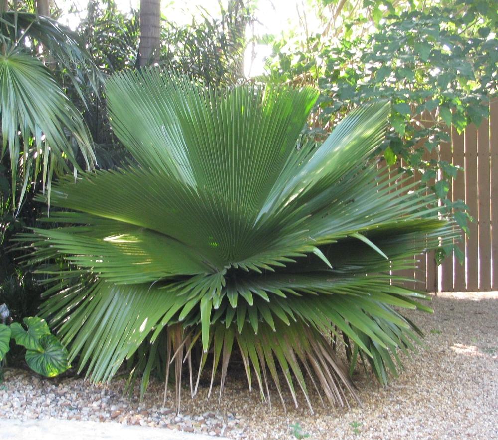 Photo of Cuban Petticoat Palm (Copernicia macroglossa) uploaded by Dutchlady1
