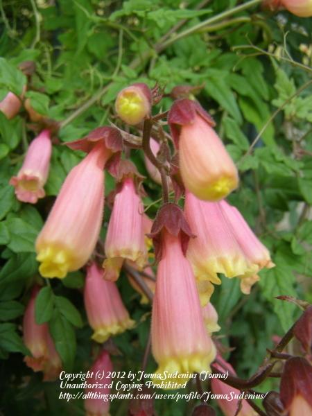 Photo of Chilean Glory Flower (Eccremocarpus scaber 'Pink Lemonade') uploaded by JonnaSudenius