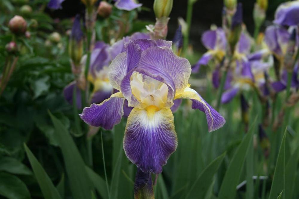 Photo of Tall Bearded Iris (Iris 'Moonlit Sea') uploaded by KentPfeiffer