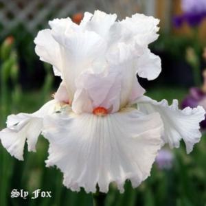 Iris (Iris \"Sly Fox\")