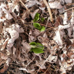 Location: Middle Tennessee
Date: 2012-03-04
leaves emerging in late winter