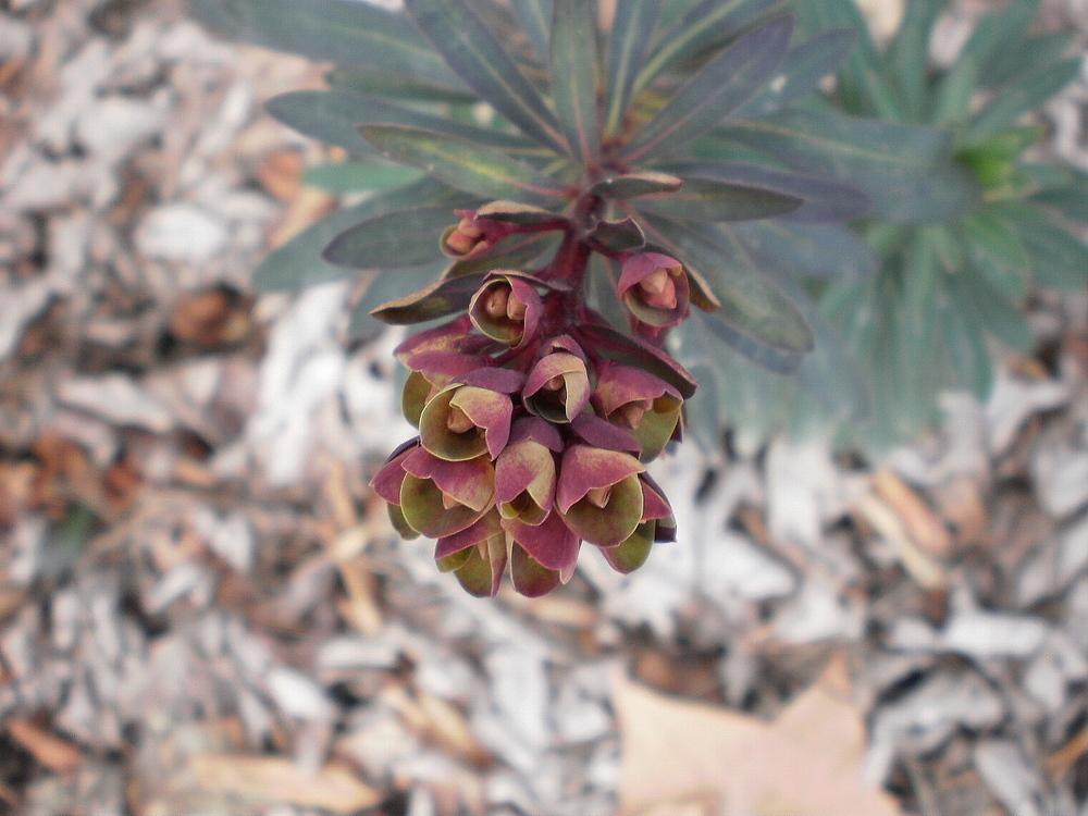 Photo of Euphorbia (Euphorbia x martini Blackbird) uploaded by SongofJoy