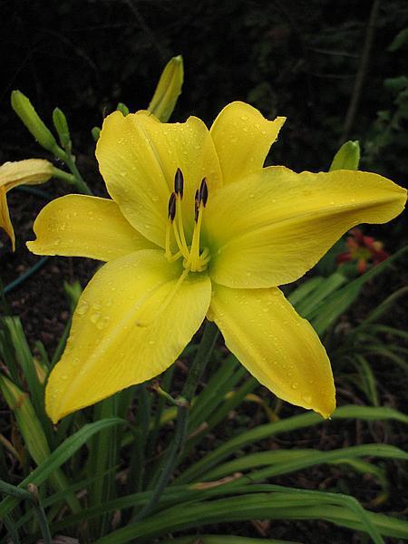 Photo of Daylily (Hemerocallis 'Goldner's Bouquet') uploaded by Calif_Sue