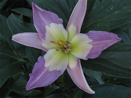Photo of Daylily (Hemerocallis 'Longlesson Orchid Thief') uploaded by Calif_Sue