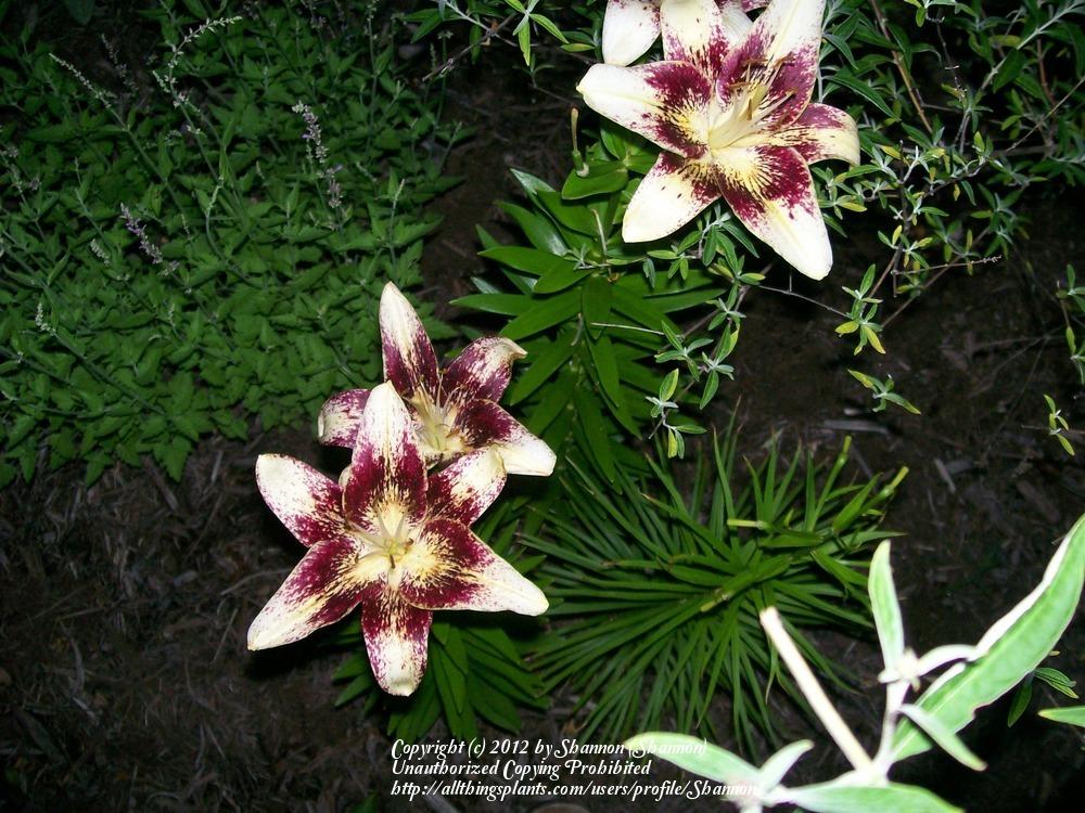Photo of Lilies (Lilium) uploaded by Shannon