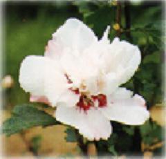 Photo of Rose of Sharon (Hibiscus syriacus 'Lady Stanley') uploaded by SongofJoy