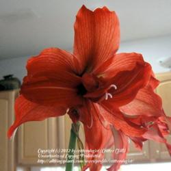 Location: critter's house
Date: 2010-01-09
'Fanfare' is a cheery red mini with double blooms, like a smaller